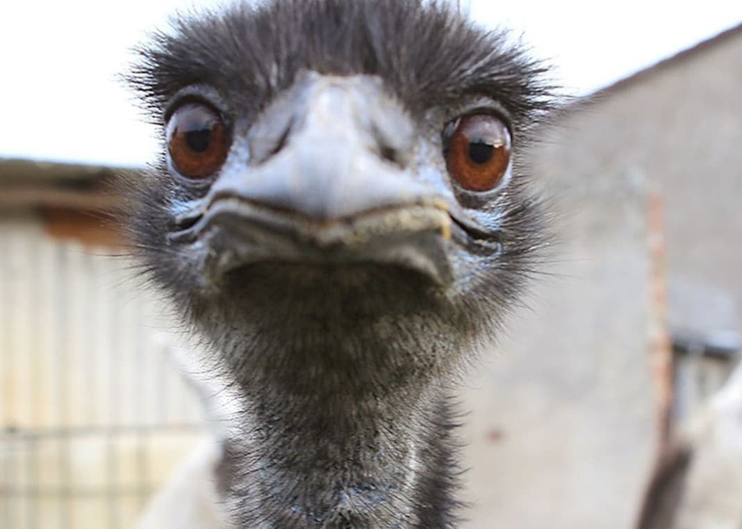 emu_paula.jpg