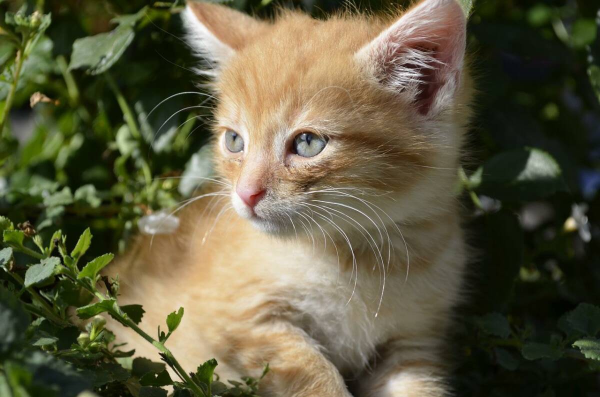 kitten-2372126_1280