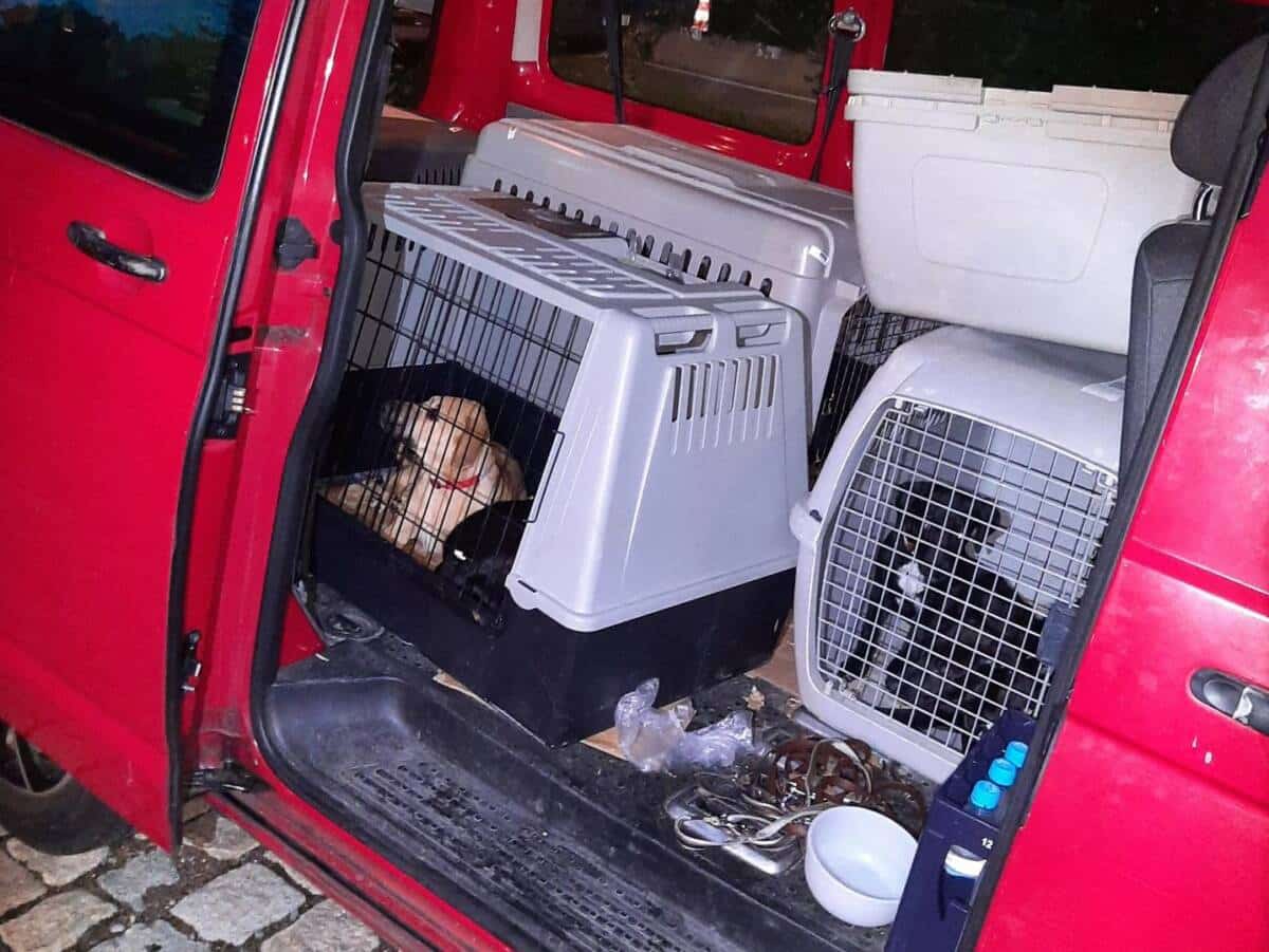 Bundespolizei befreit acht Hunde aus misslicher Lage