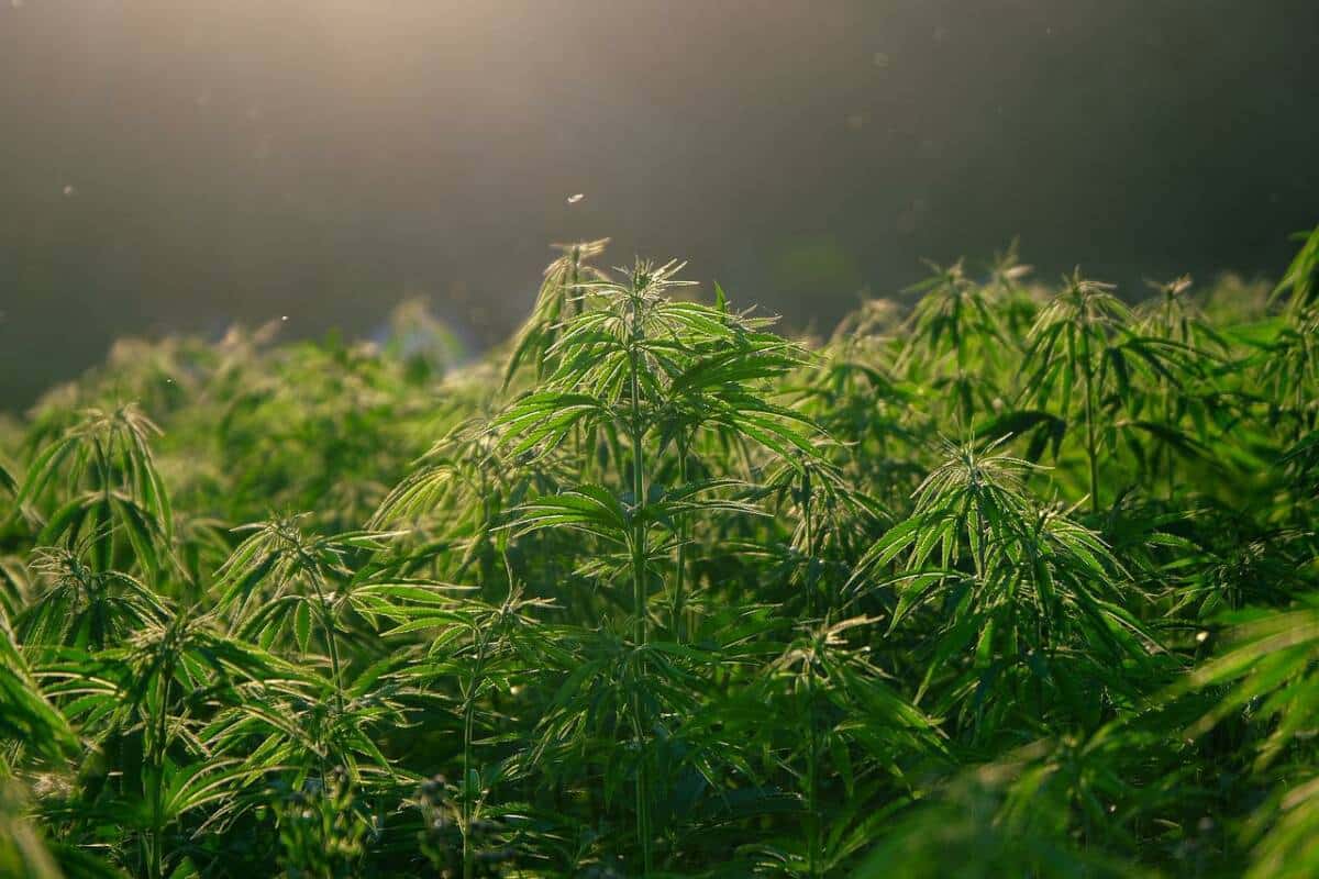 hemp-5675705_1280