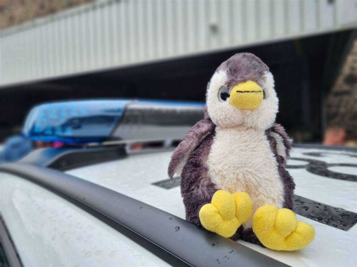 Vermisstenfahndung Pinguin