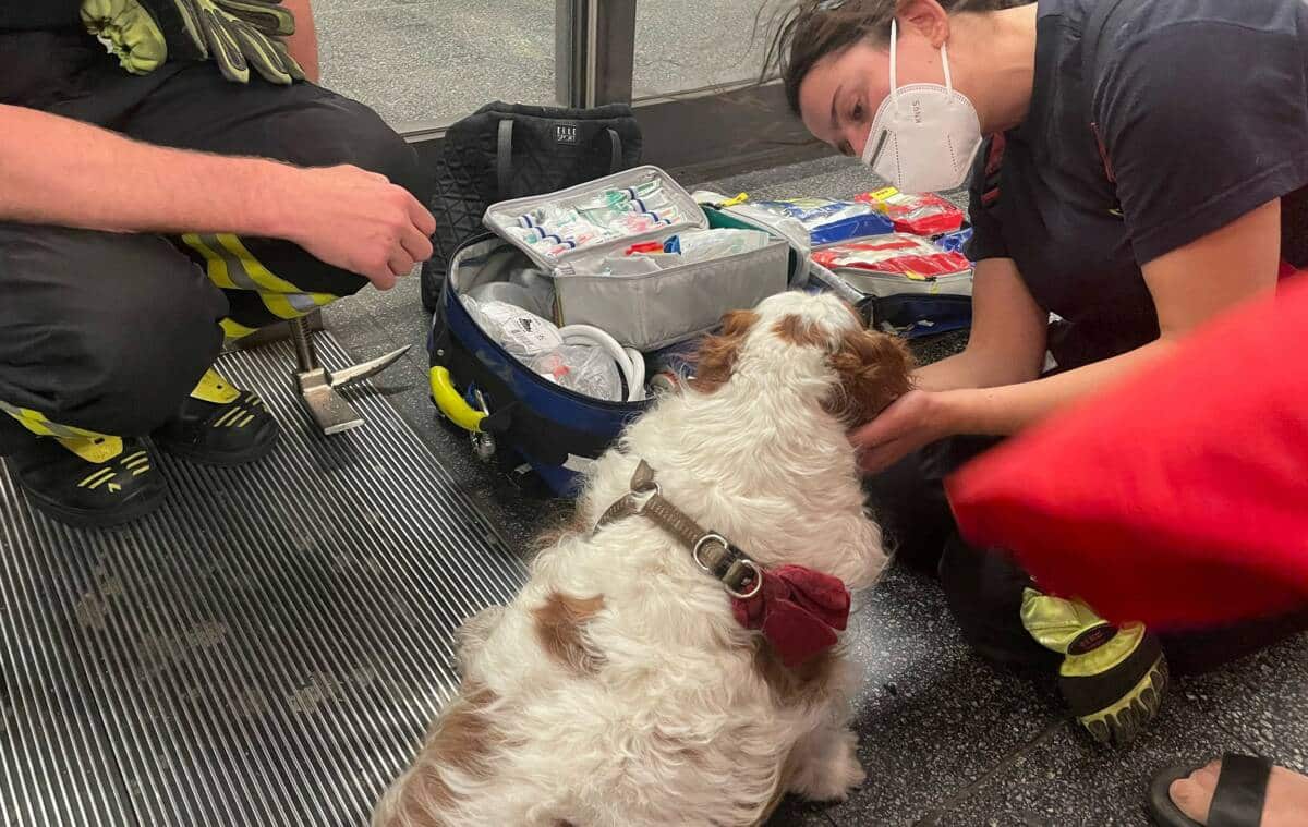 München: Charlie hat Glück im Unglück (Altstadt)