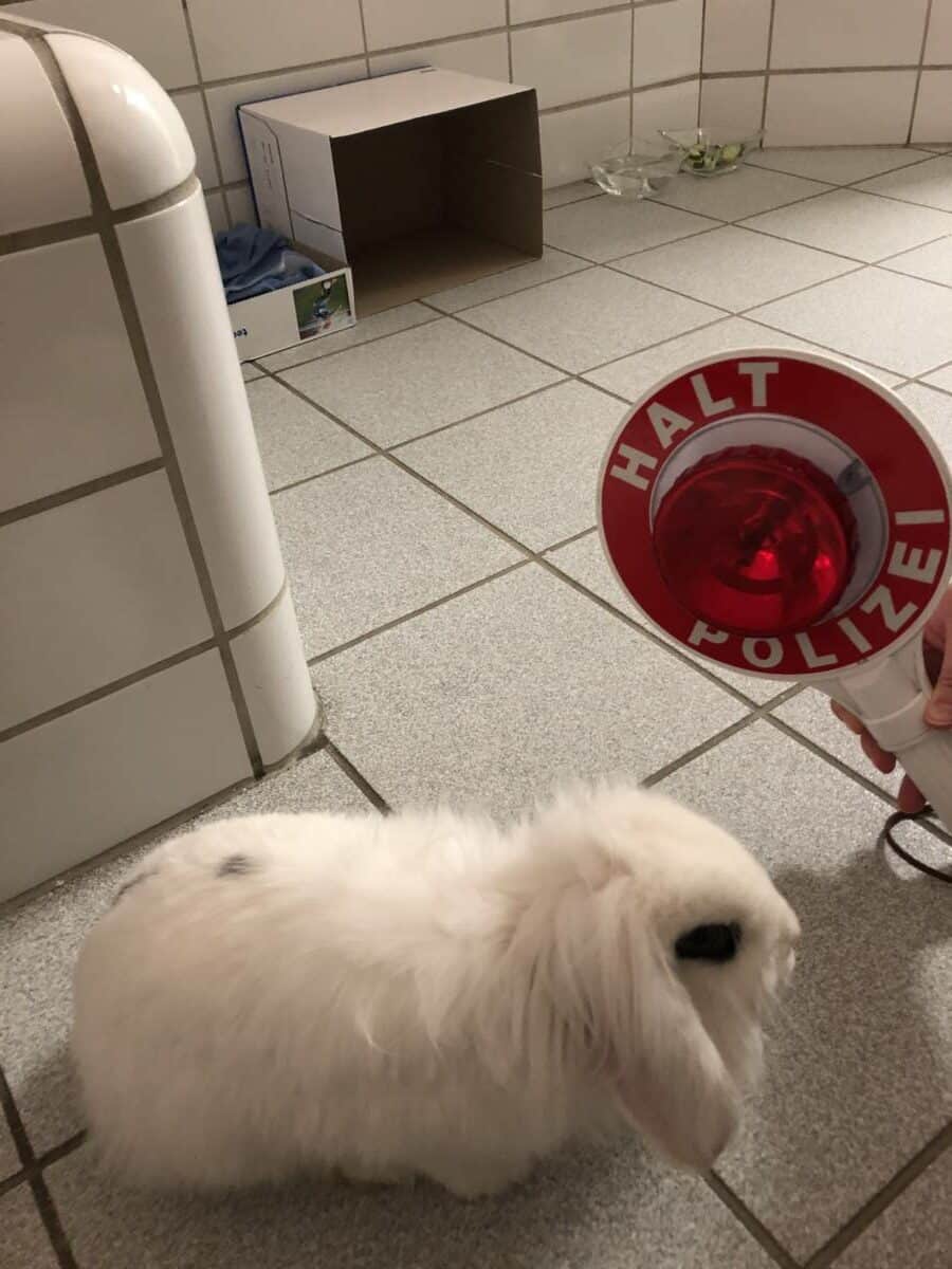 Foto Kaninchen