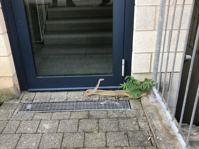 Schlange Auffindesituation