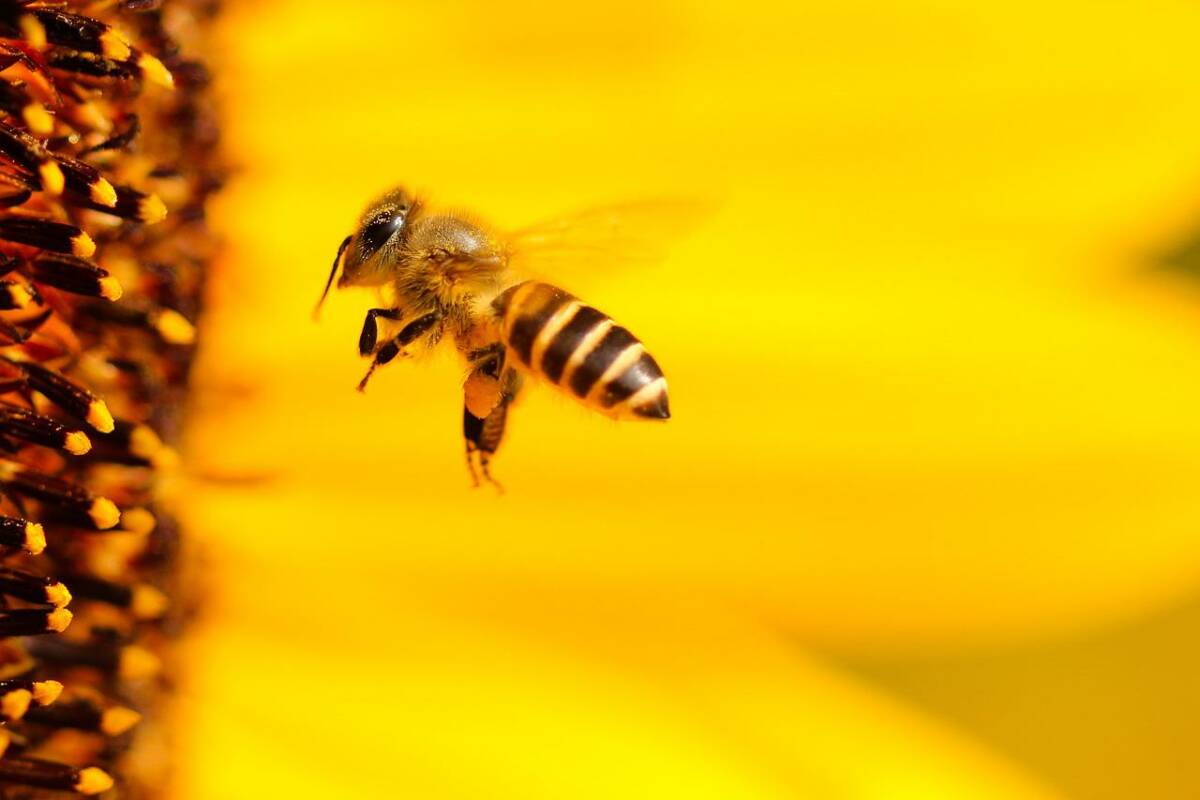 insect-1948684_1280
