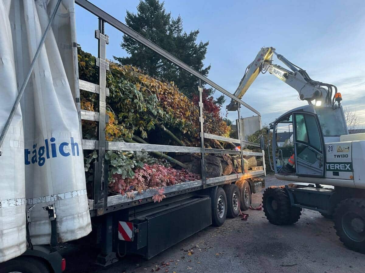 221024_Baumlieferung_Herbstpflanzung