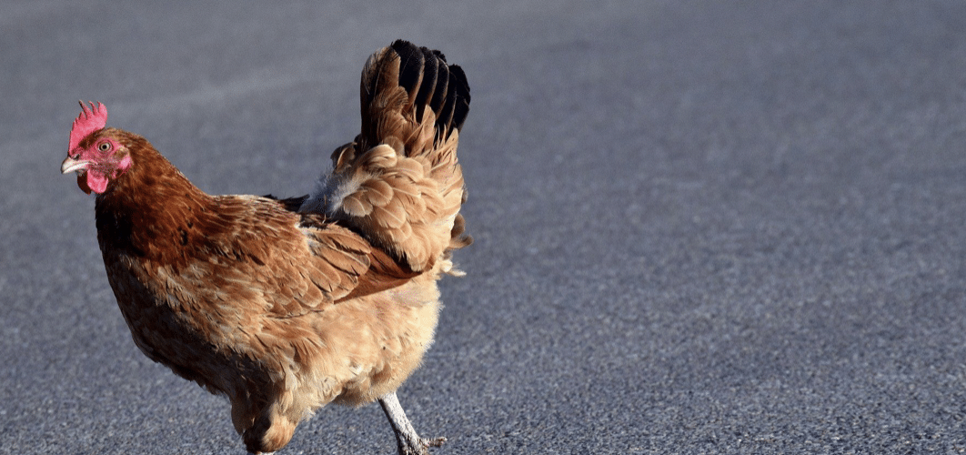 Huhn auf strasse