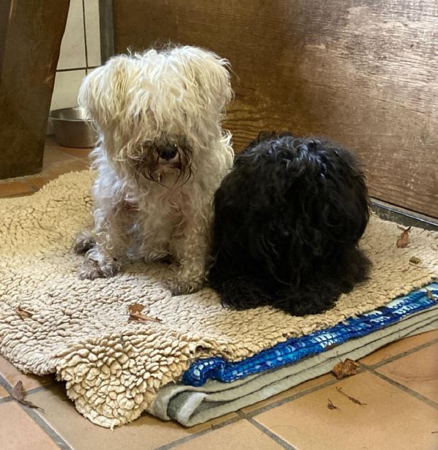 Quelle: Polizeidirektion Kiel