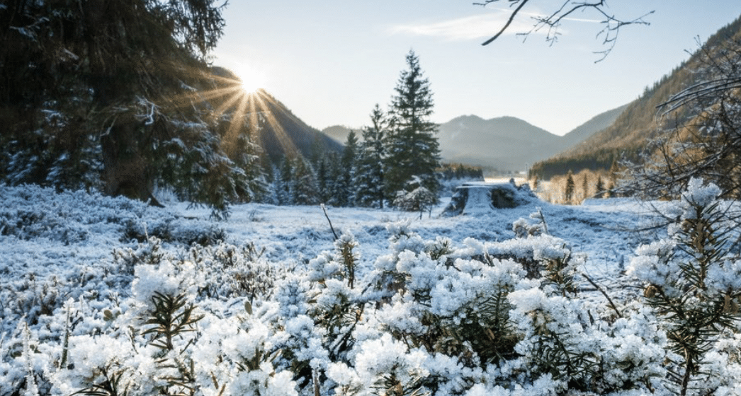 Schnee Wald