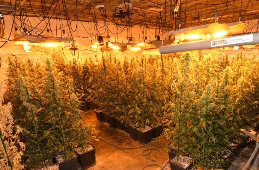 Foto: Plantage mit Cannabis-PflanzenQuelle: Hessisches Landeskriminalamt