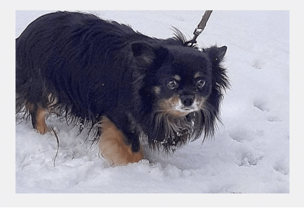 Chihuahua Hund Schnee
