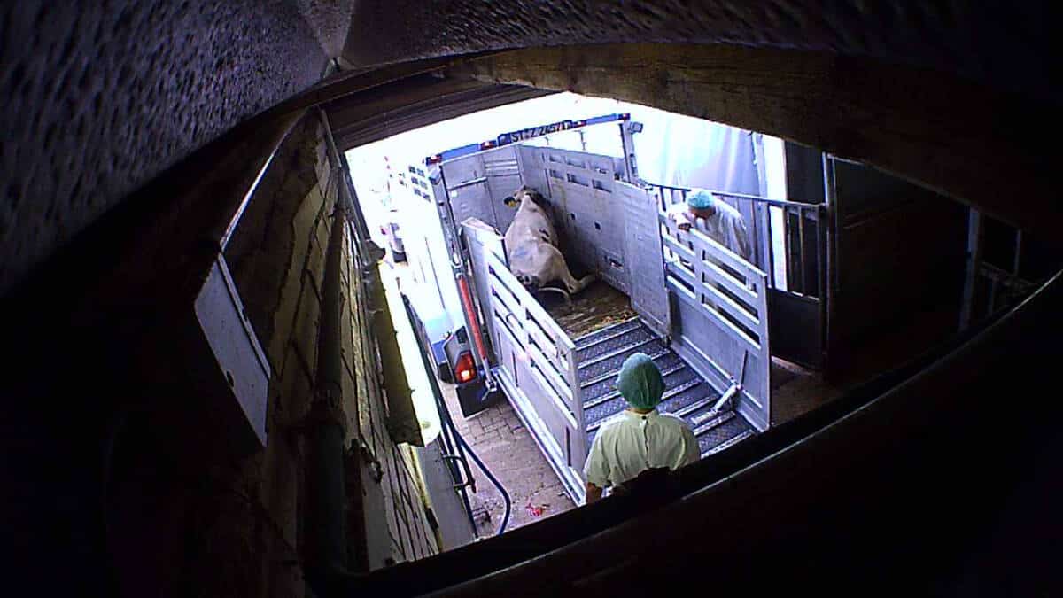 Tierarzt-Prozess legt Fleischskandal offen