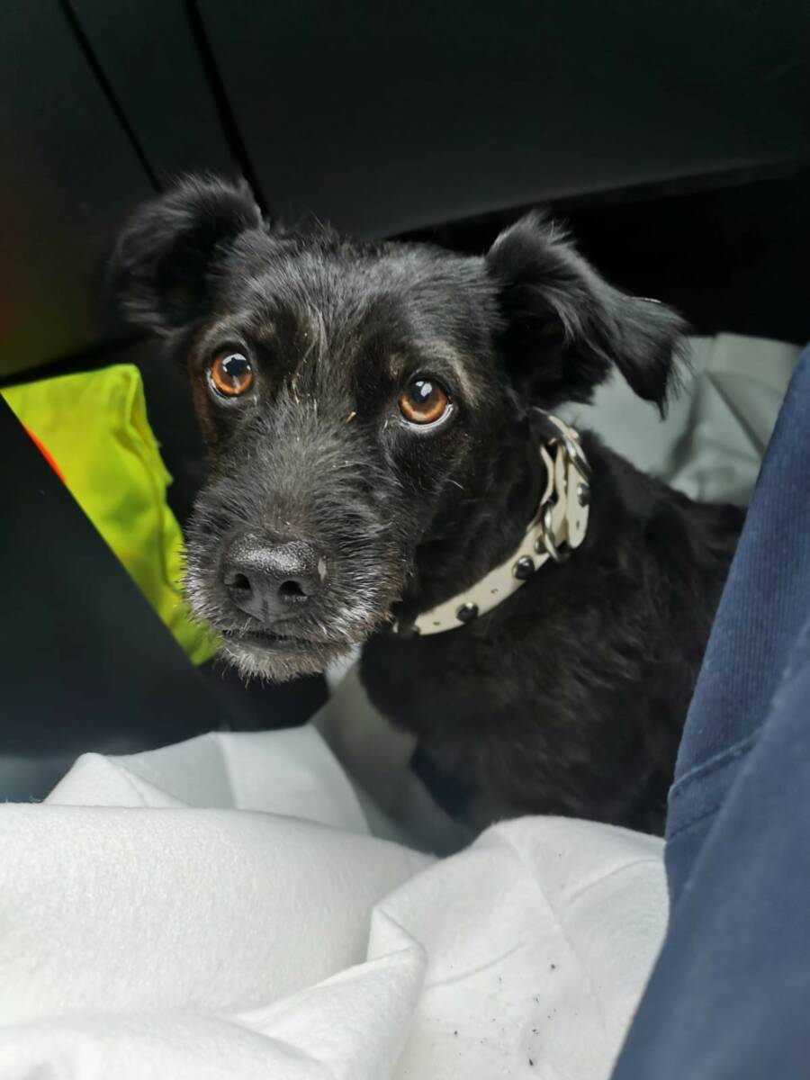 Dieser Vierbeiner sucht seinen Besitzer. Foto: Polizei Osthessen
