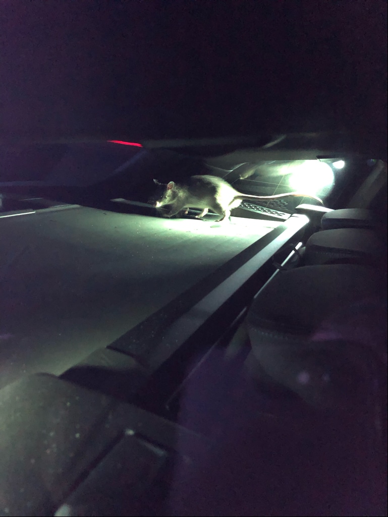 Gambia-Ratte Rico im Kofferraum des BMW