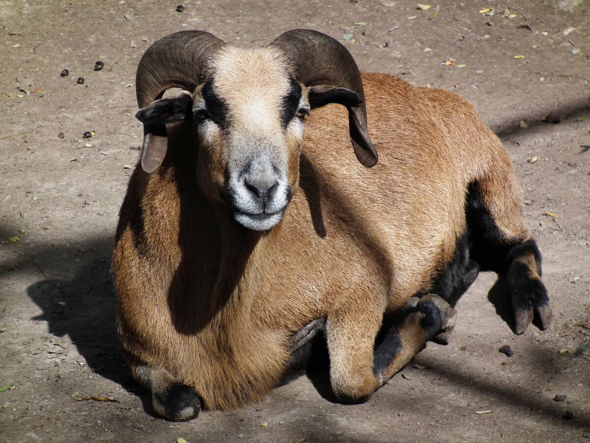 Kamerunschaf_Leintalzoo_2013