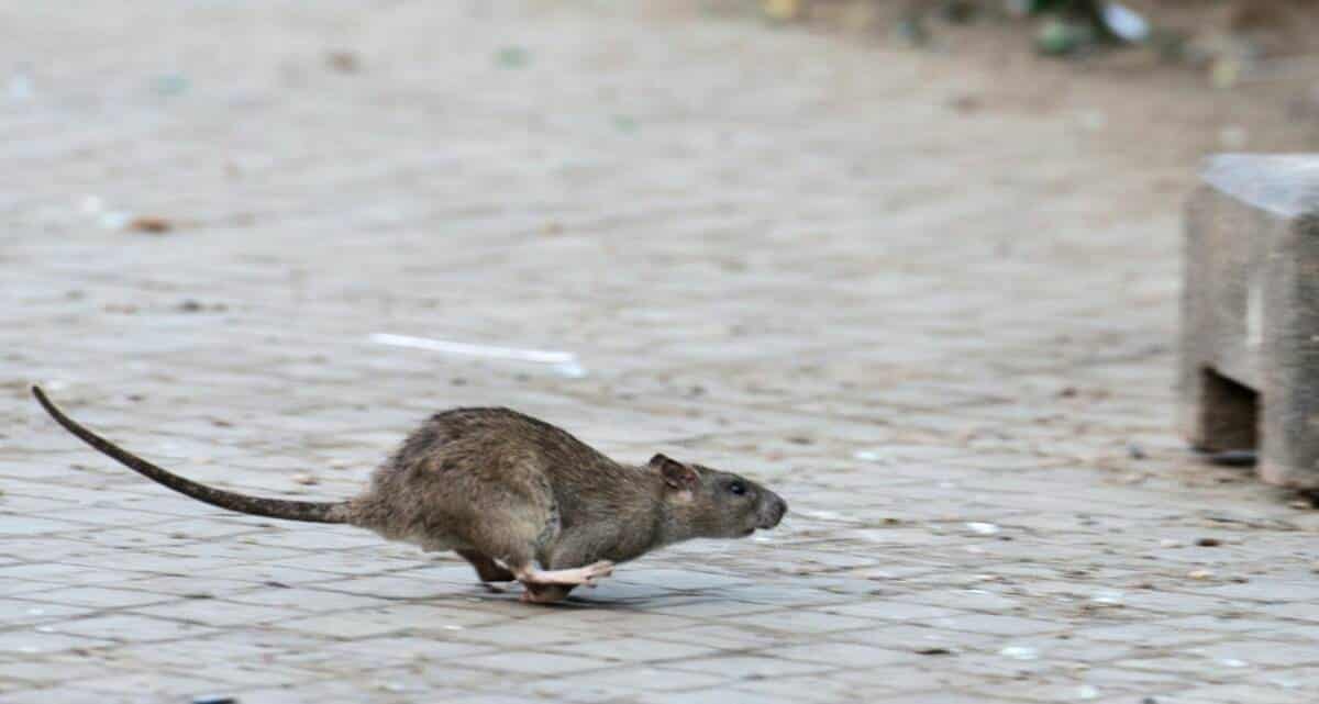New York sucht Rattenfänger