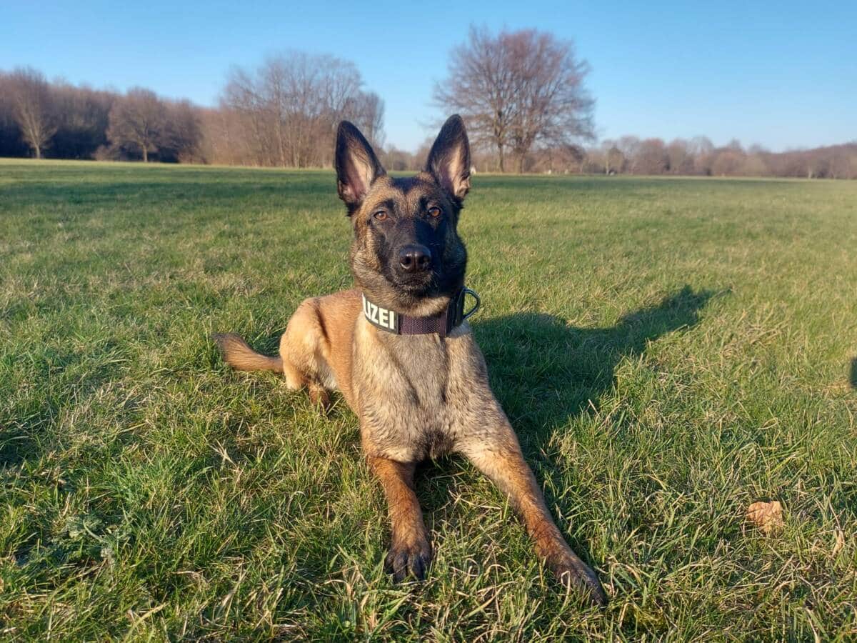 Diensthund Miss Moneypenny