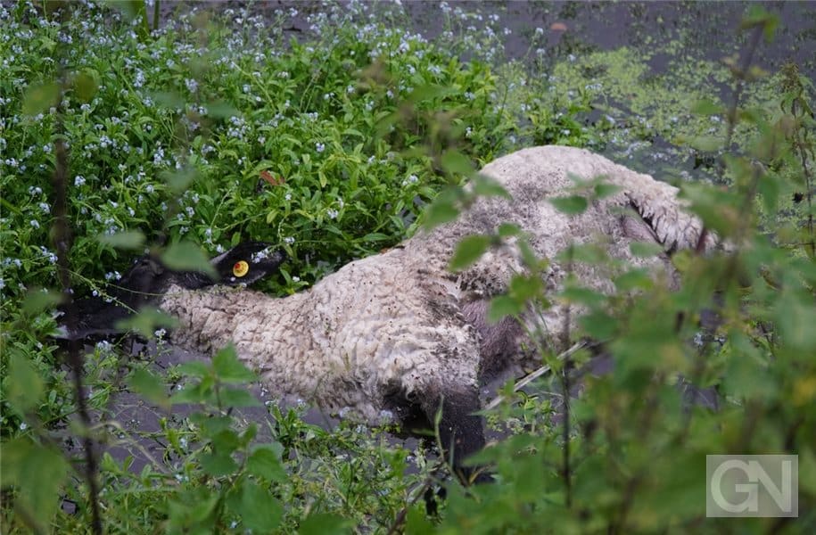 schaf verletzt