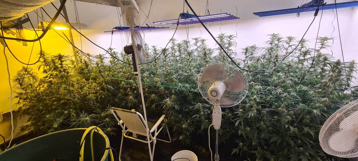 Cannabisplantage in Gladbecker Wohnung