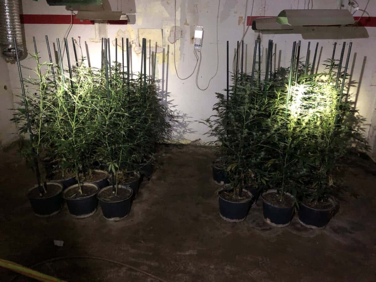 Plantage 2