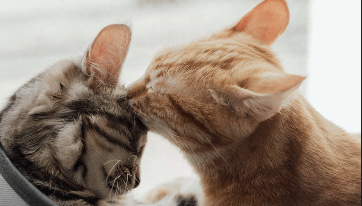 Katzen