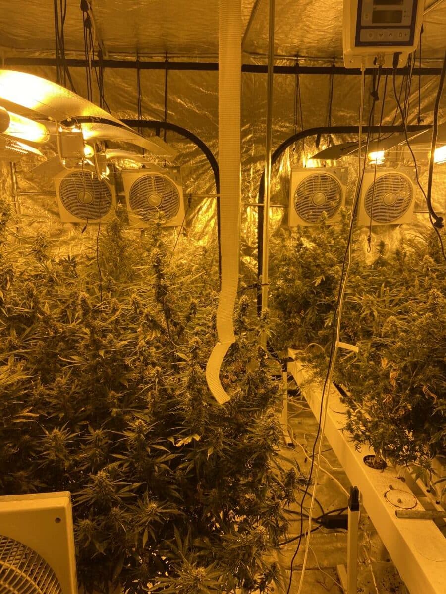 Indoorplantage, Cannabispflanzen