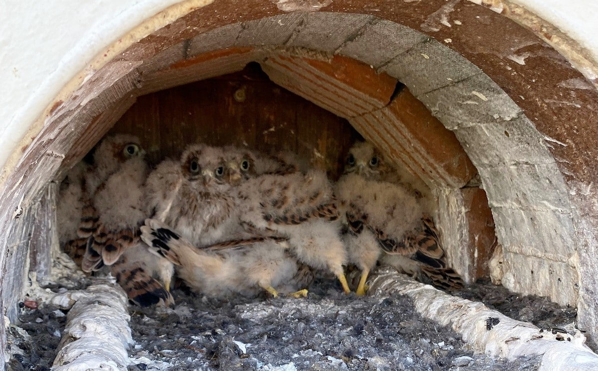 Turmfalkenrettung Feuerwache in Milbertshofen