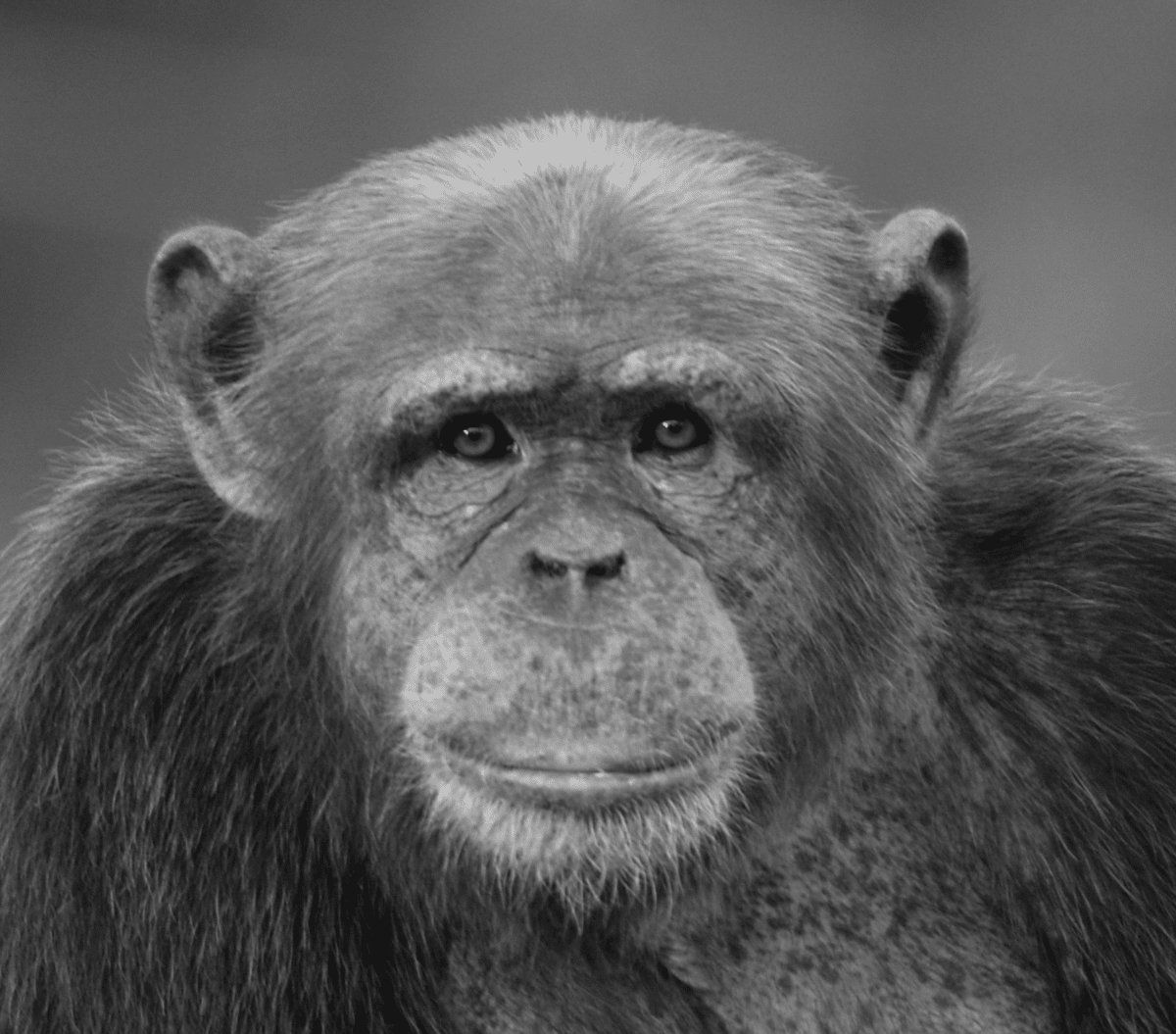 Zoo neuiwed Schimpanse Affe