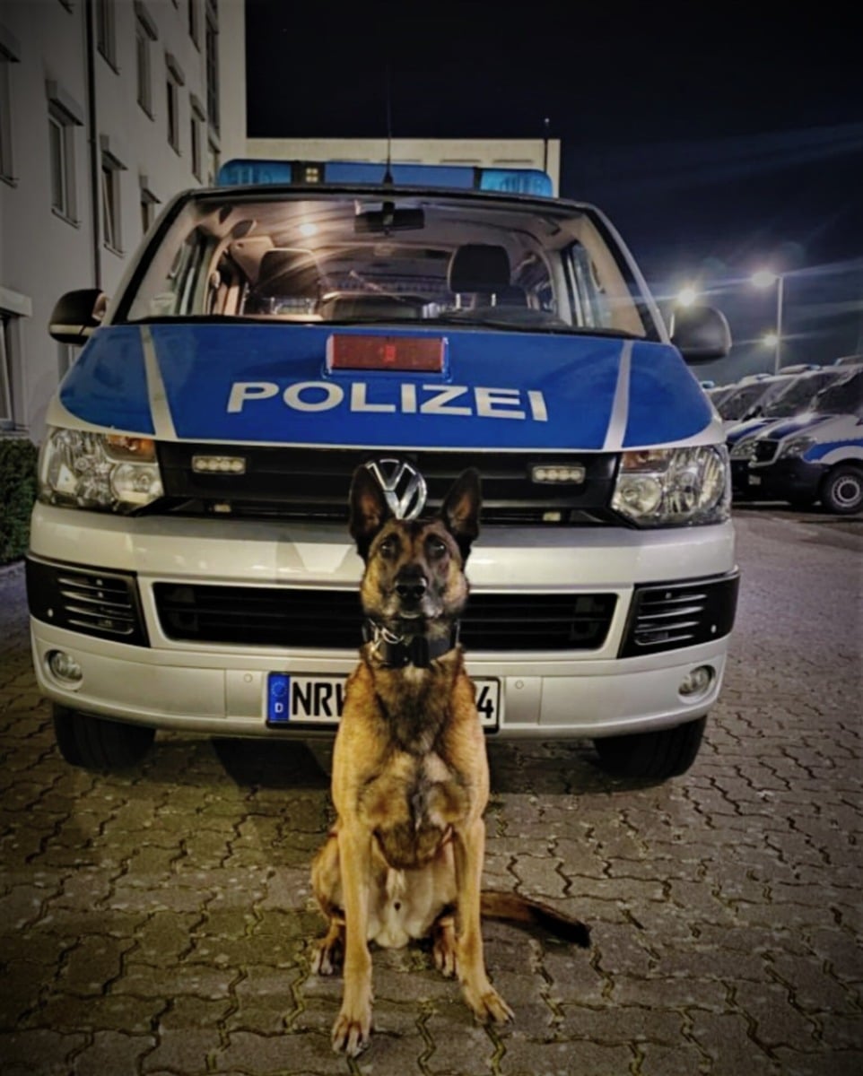 Diensthund Köln stellt Kupferdieb