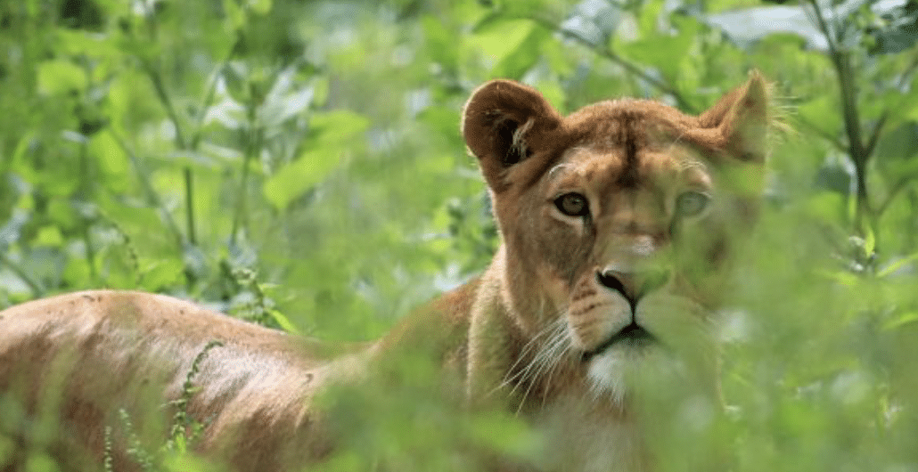 Löwin Löwe Löwenjagd Berlin