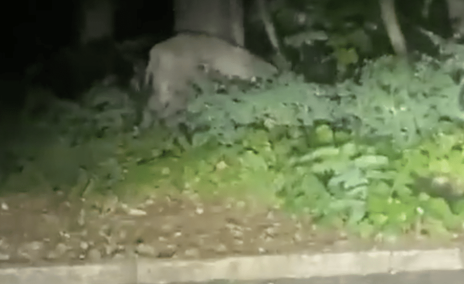 Löwin in Berlin entlaufen
