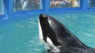 Orca befreit in Miami