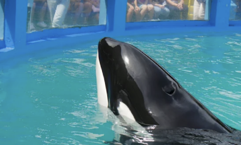 Orca befreit in Miami