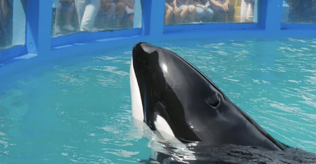 Orca befreit in Miami