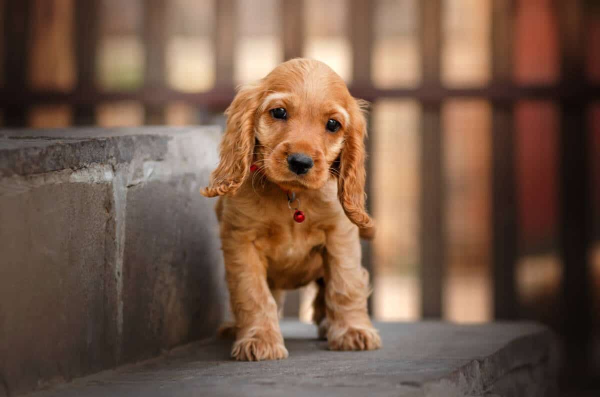 Hundewelpe