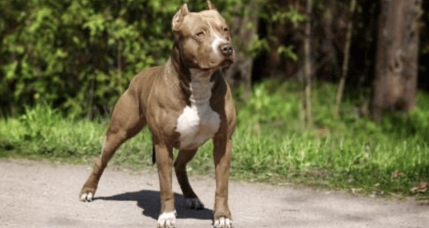 American Staff Hund
