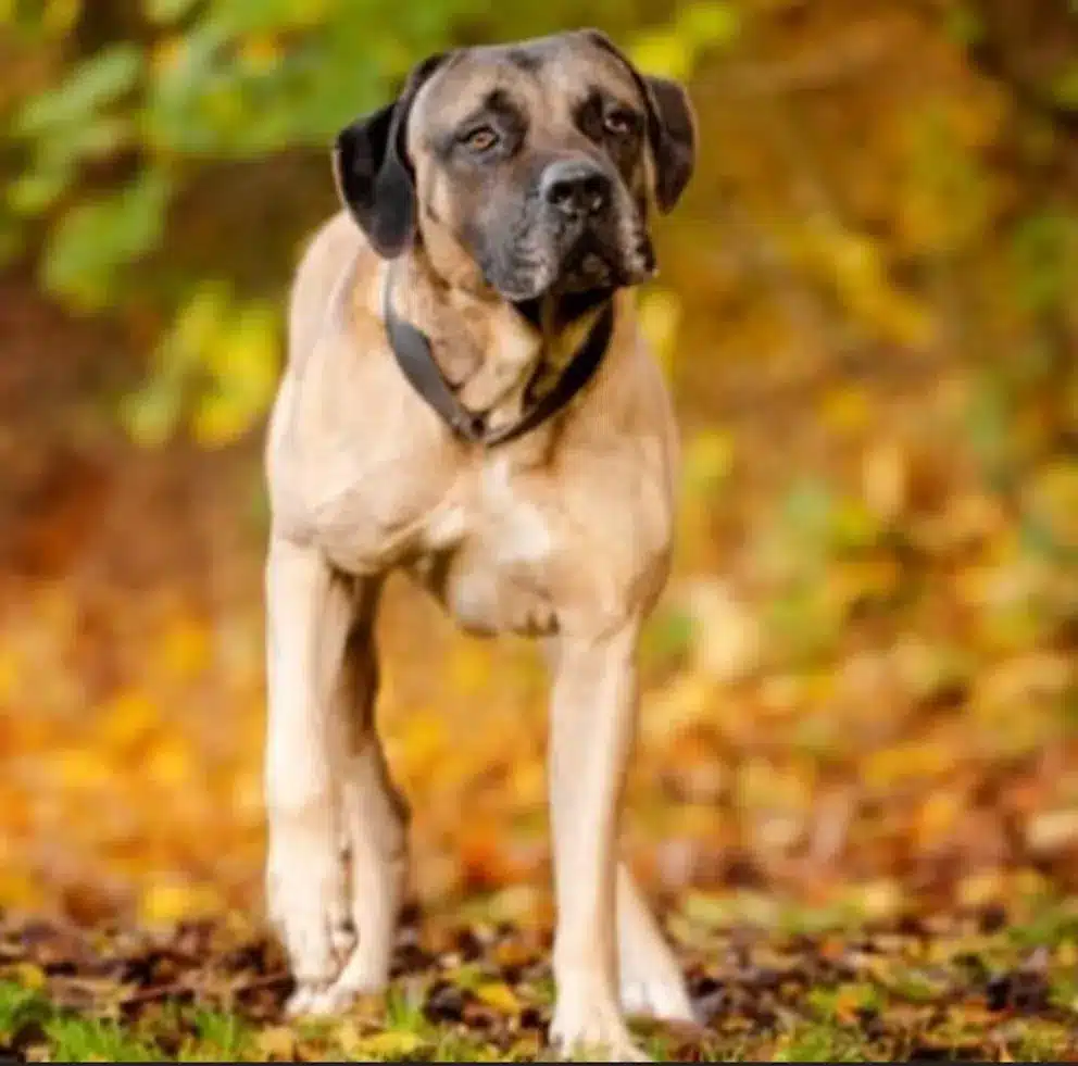 Hund Aaron entführt