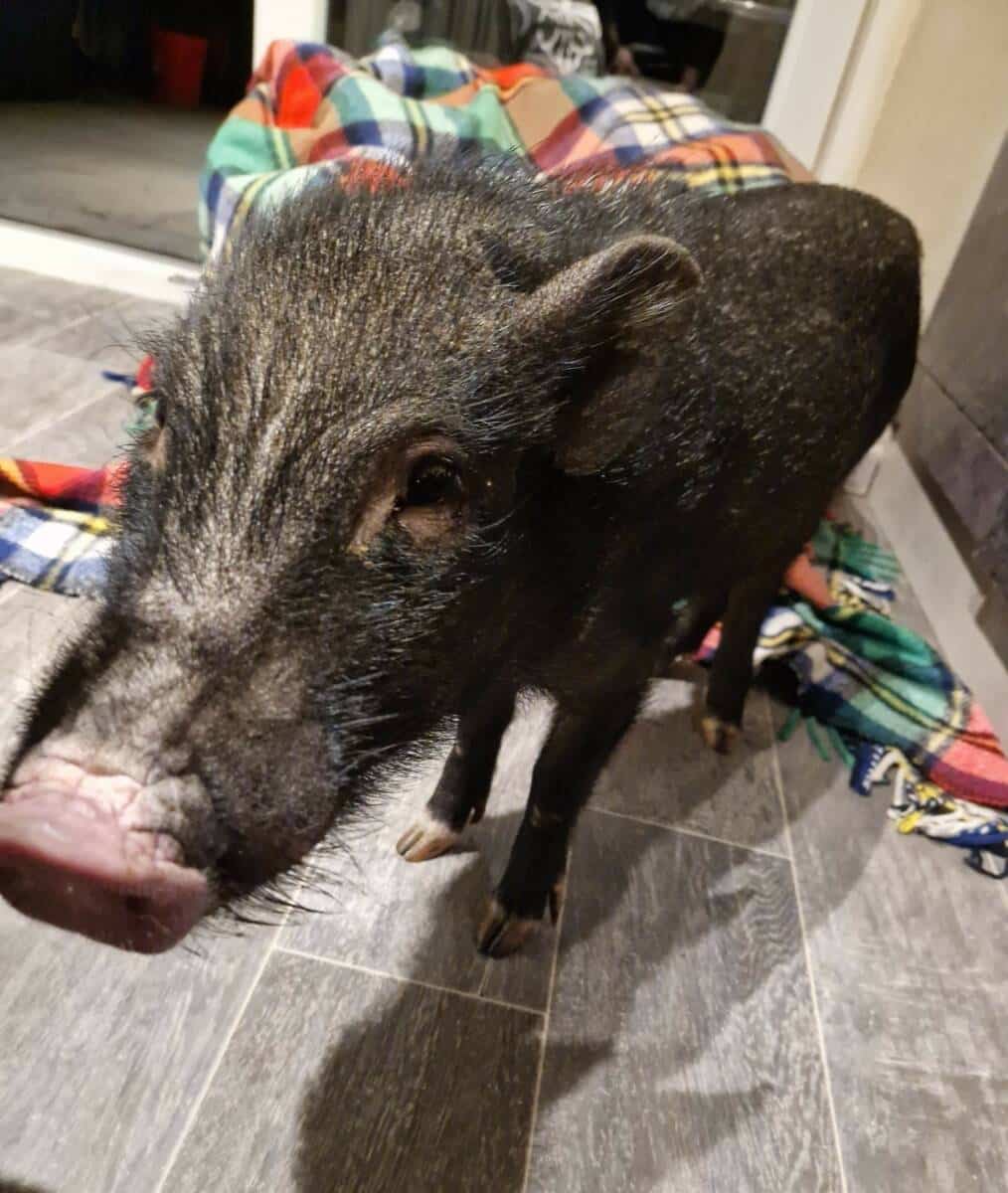 Gerettetes Mini-Schwein
