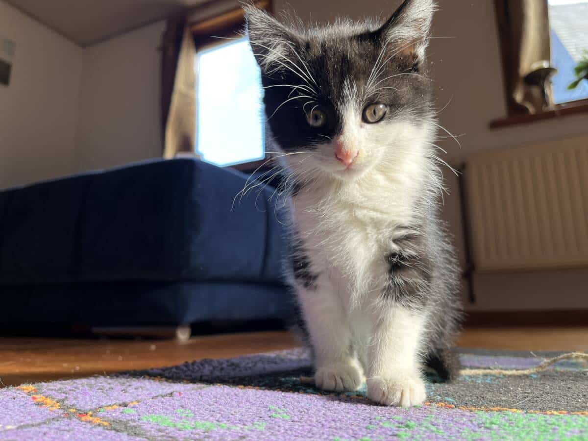 Kätzchen im Müttauto