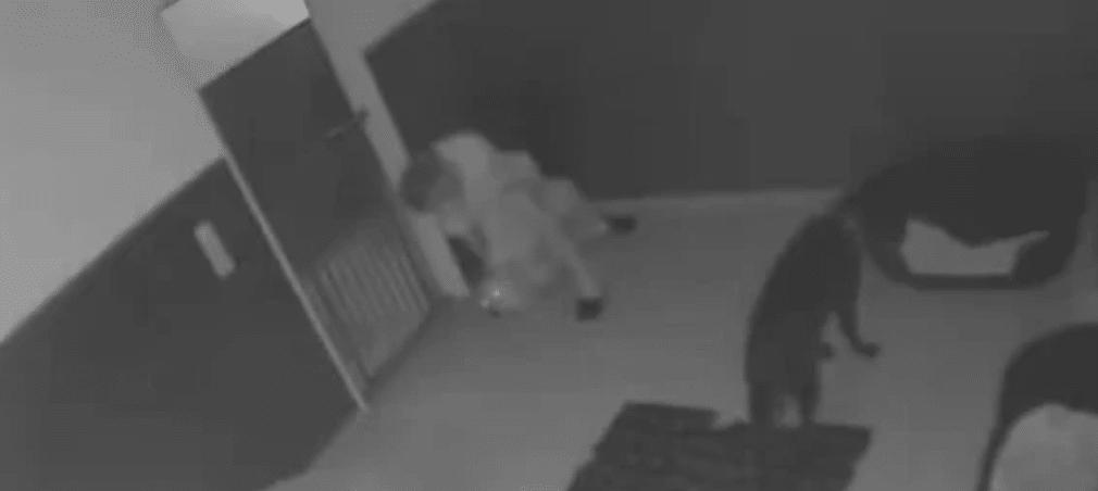 ISAR PFOTEN Tierpension