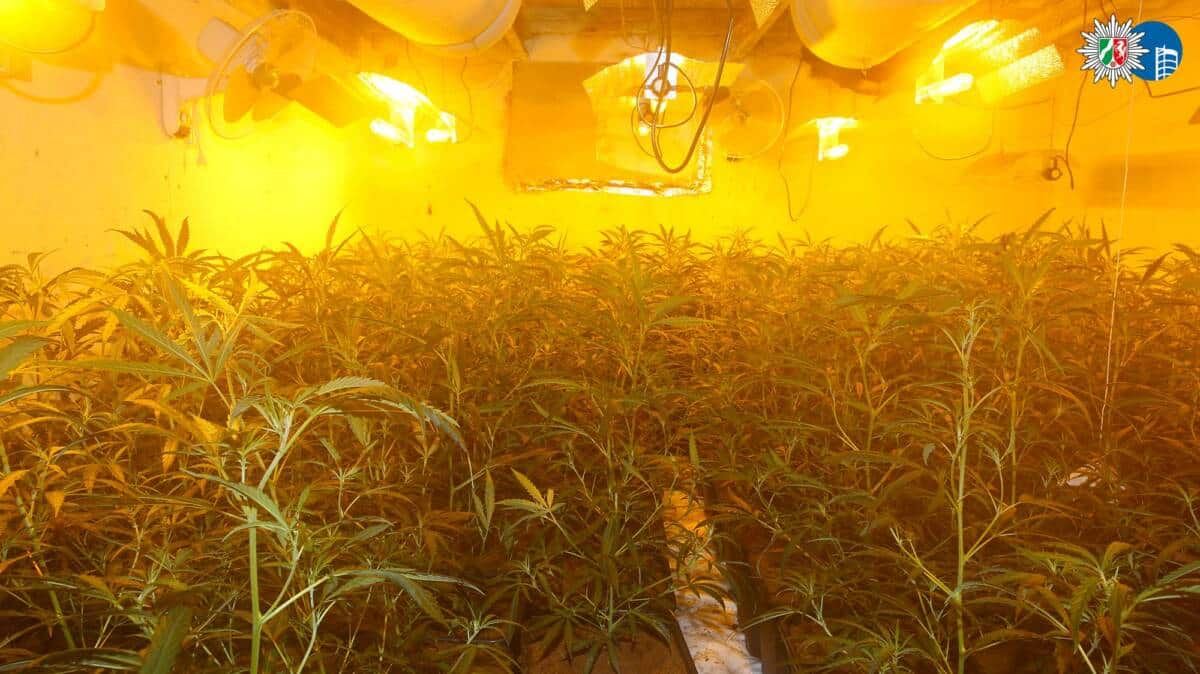 Cannabisplantage Oberhausen