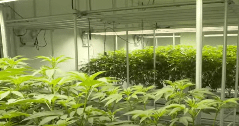 Cannabis Anbau