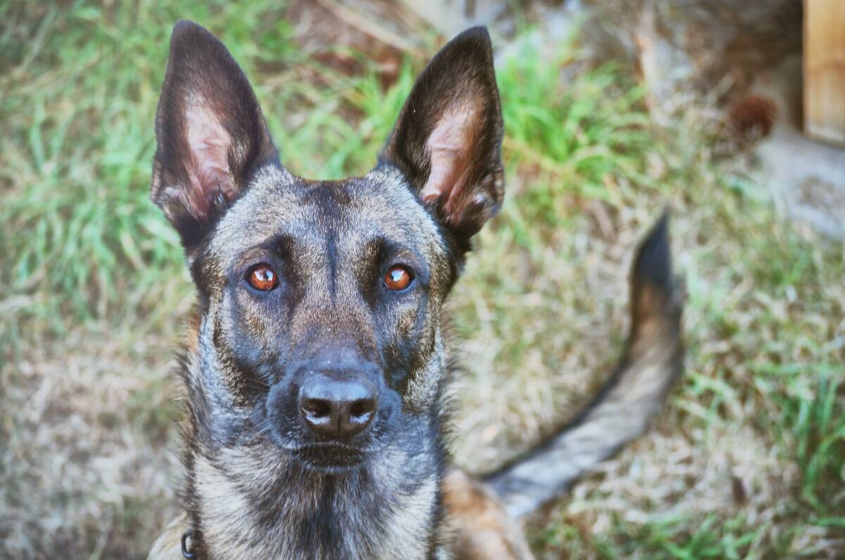 Polizeihund Mayla