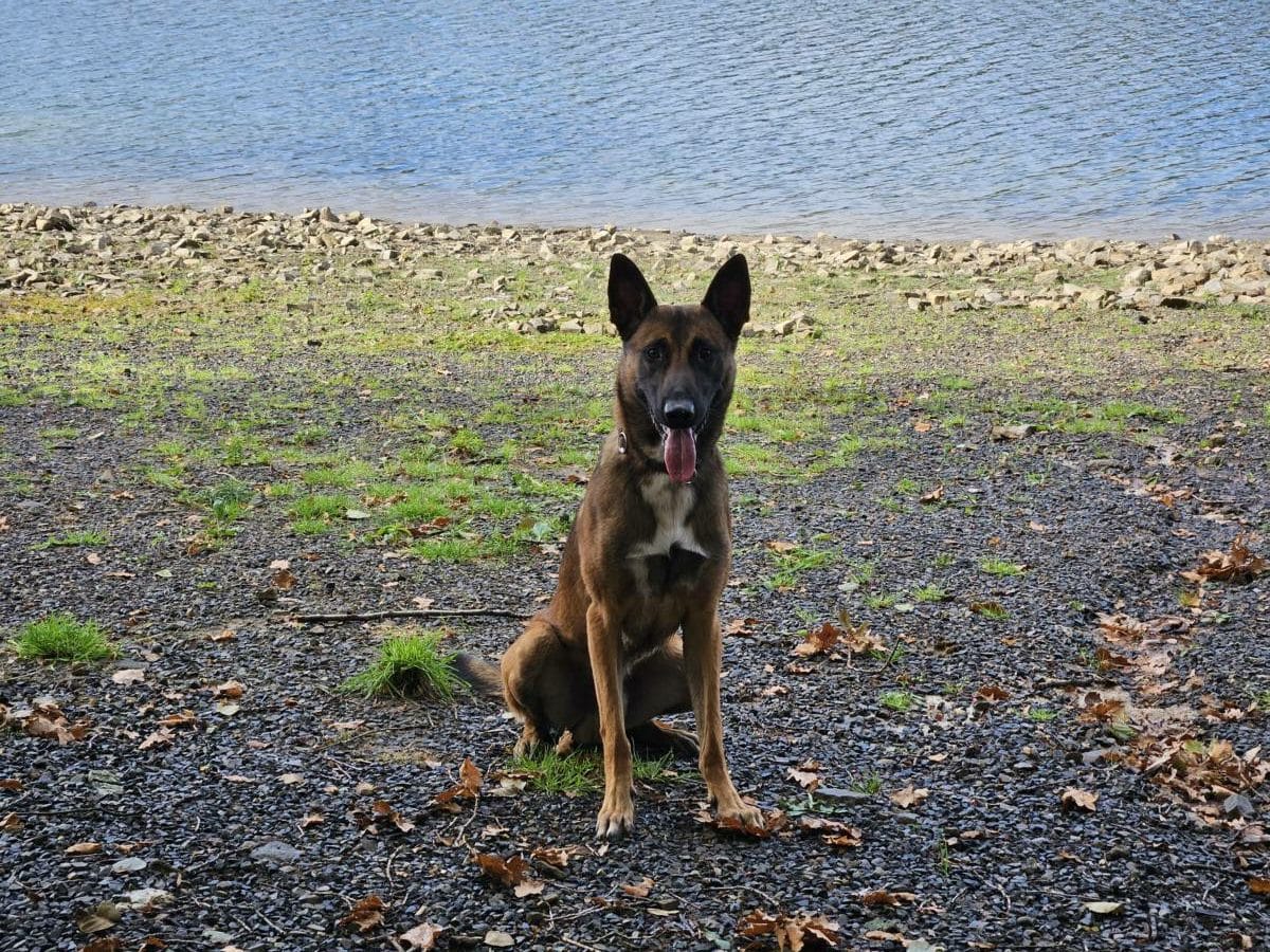 Diensthund Tiu stellt Dieb in Dortmund-Deusen