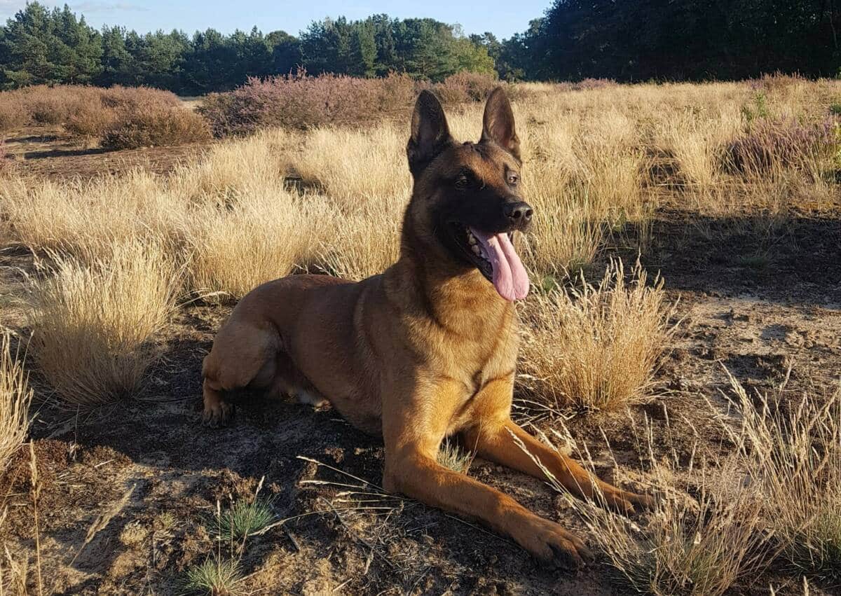 Diensthund Knox spürte lebensgefährlich unterkühlte Seniorin auf