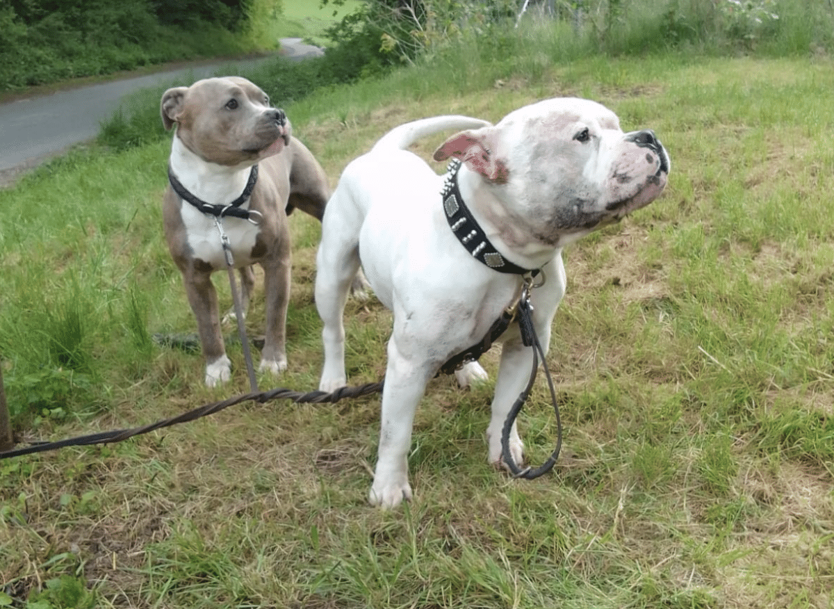 Hunde Tierheim Mayen