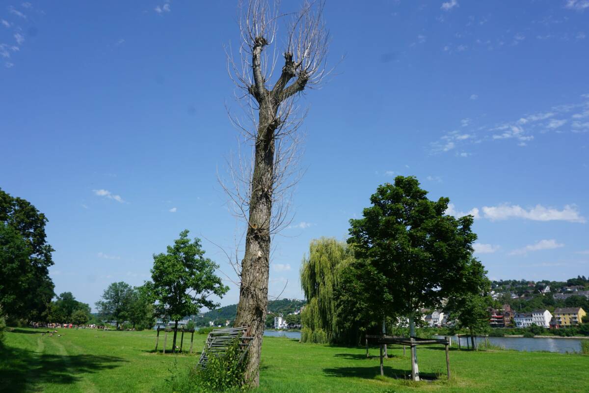 Stadtgärtner müssen Bäume fällen