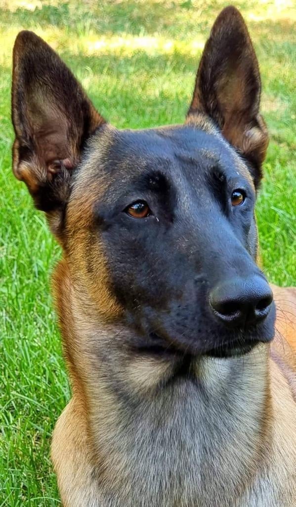 Rauschgiftspürhund "Eric"