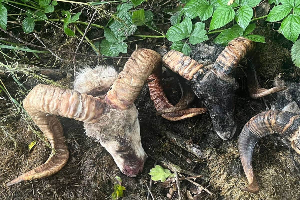 Illegale Entsorgung von Schafskadavern