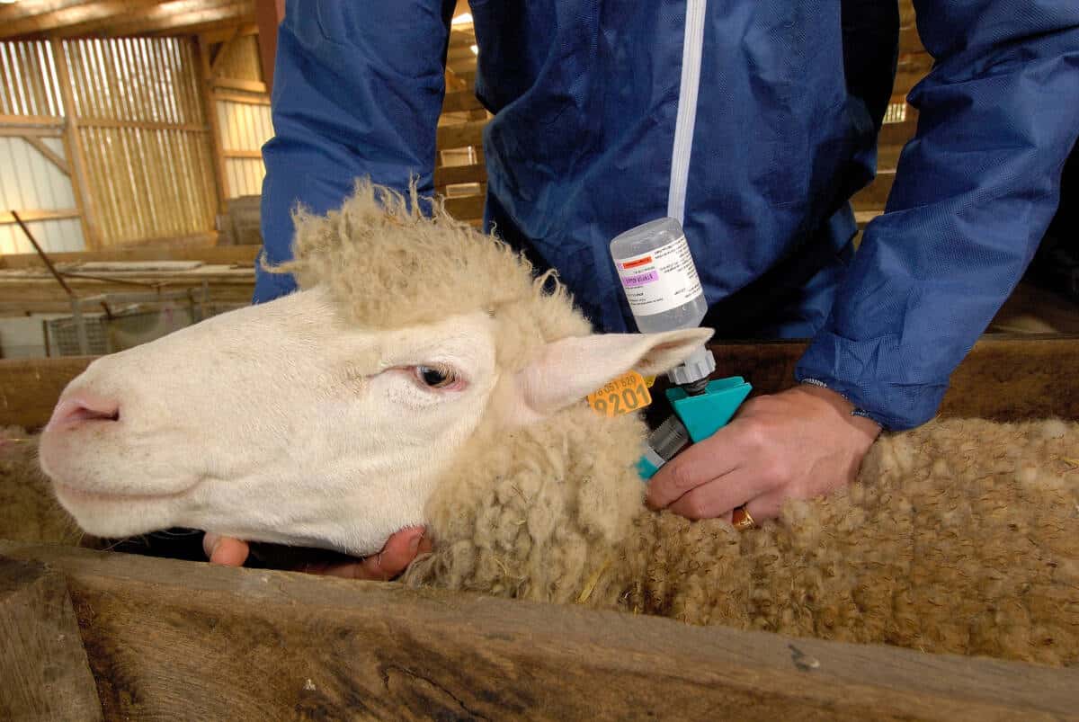 Blauzungenkrankheit, Tierseuche